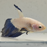 betta splendens man