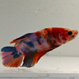 betta splendens man