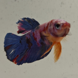 betta splendens man