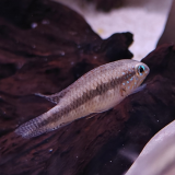Apistogramma lineata