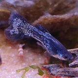 guppy (man) Metal black lace