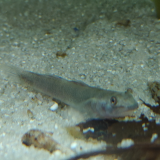 Lentipes mindanaoensis