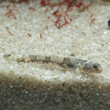 Schismatogobius saurii