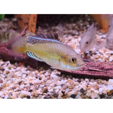 pseudocrenilabris sp. ruaha