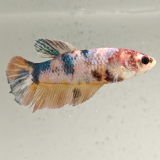 betta splendens (vrouw) giant