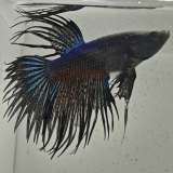 betta splendens man