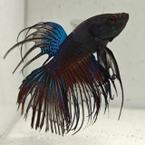 betta splendens man