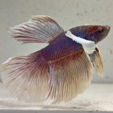 betta splendens man