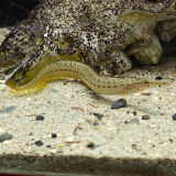 macrognathus pancalus