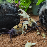 Lepidothelphusa padawan