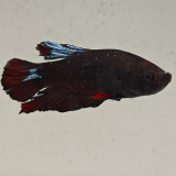 betta splendens man