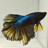 betta splendens man