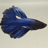 betta splendens man