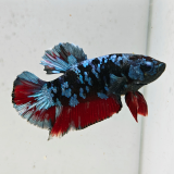 betta splendens man