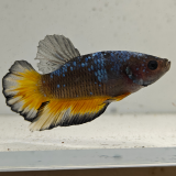 betta splendens man