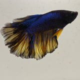 betta splendens man