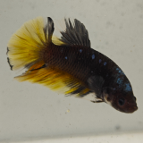 betta splendens man