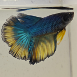 betta splendens man