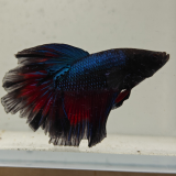 betta splendens man