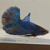 betta splendens man