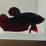 betta splendens man