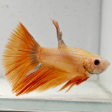 betta splendens man