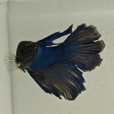 betta splendens man