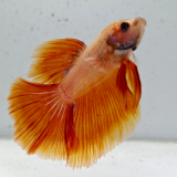 betta splendens man