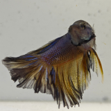 betta splendens man