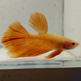 betta splendens man
