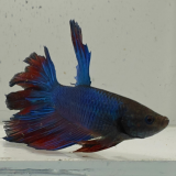 betta splendens man