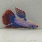 betta splendens man