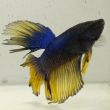 betta splendens man