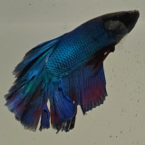 betta splendens man