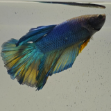 betta splendens man
