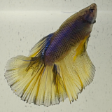 betta splendens man