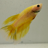 betta splendens man