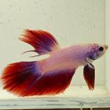 betta splendens man