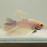 betta splendens man