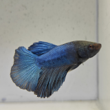 betta splendens man