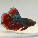 betta splendens man
