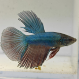 betta splendens man