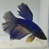betta splendens man