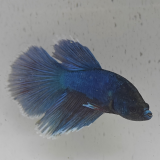 betta splendens man