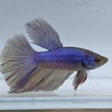 betta splendens man