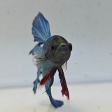 betta splendens man
