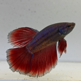 betta splendens man