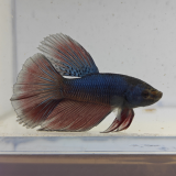 betta splendens man