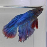 betta splendens man