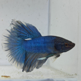 betta splendens man